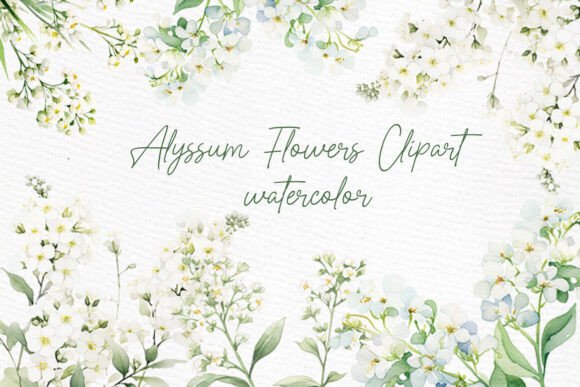 White Flowers Clipart Watercolor Alyssum for Designers